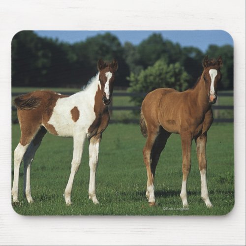 Arab Foals Standing in Grassy Field Mouse Pad