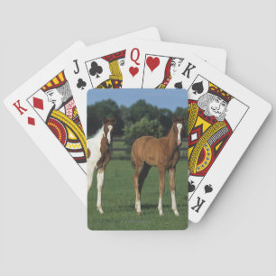Arab Foals Standing in Grassy Field Poker Cards