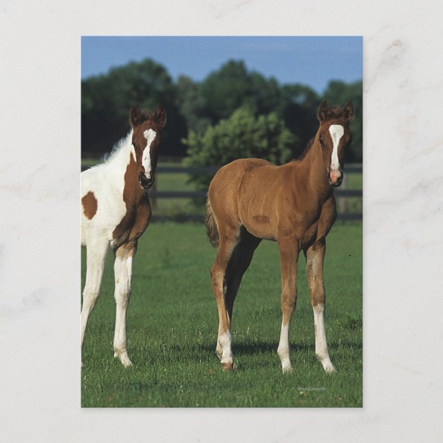 Arab Foals Standing in Grassy Field Postcard (Front)