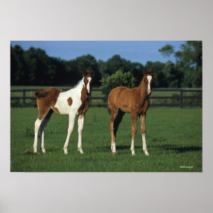 Arab Foals Standing in Grassy Field Poster