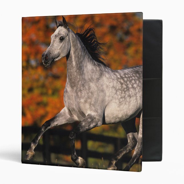 Arab Horse: Autumn 1 3 Ring Binder (Front/Inside)