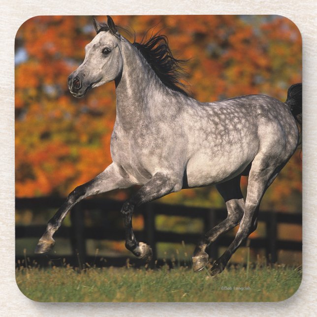 Arab Horse: Autumn 1 Beverage Coaster (Front)