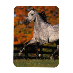 Arab Horse: Autumn 1 Magnet