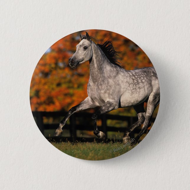 Arab Horse: Autumn 1 Pinback Button (Front)