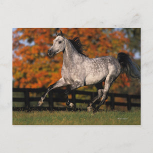 Arab Horse: Autumn 1 Postcard