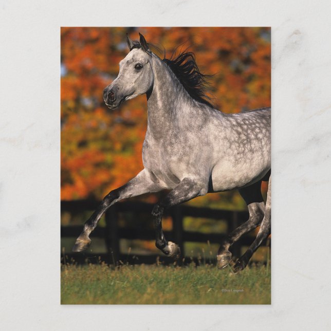 Arab Horse: Autumn 1 Postcard (Front)