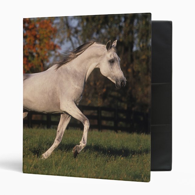 Arab Horse: Autumn 2 Binder (Front/Inside)