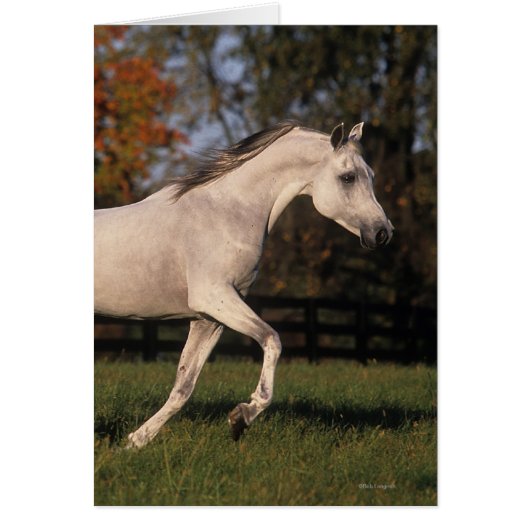 Arab Horse: Autumn 2 Cards (Front)