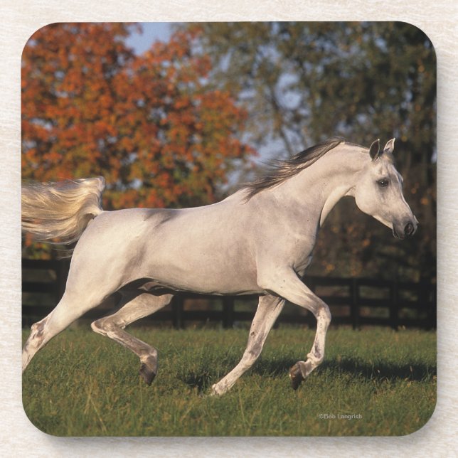 Arab Horse: Autumn 2 Drink Coaster (Front)