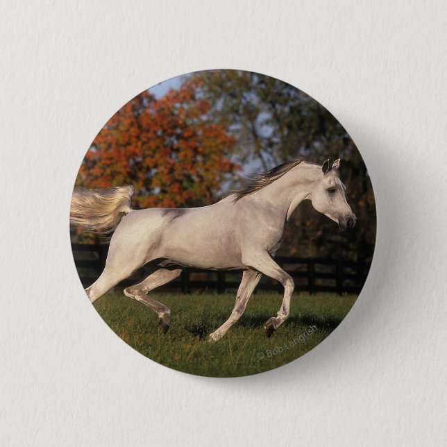 Arab Horse: Autumn 2 Pinback Button (Front)