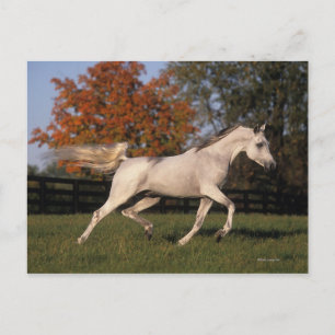 Arab Horse: Autumn 2 Postcard