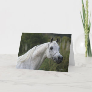 Arab Horse Headshot 1 Card