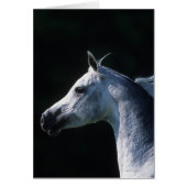 Arab Horse Headshot 2 (Front)