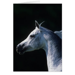 Arab Horse Headshot 2