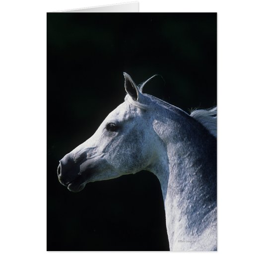 Arab Horse Headshot 2 Cards (Front)