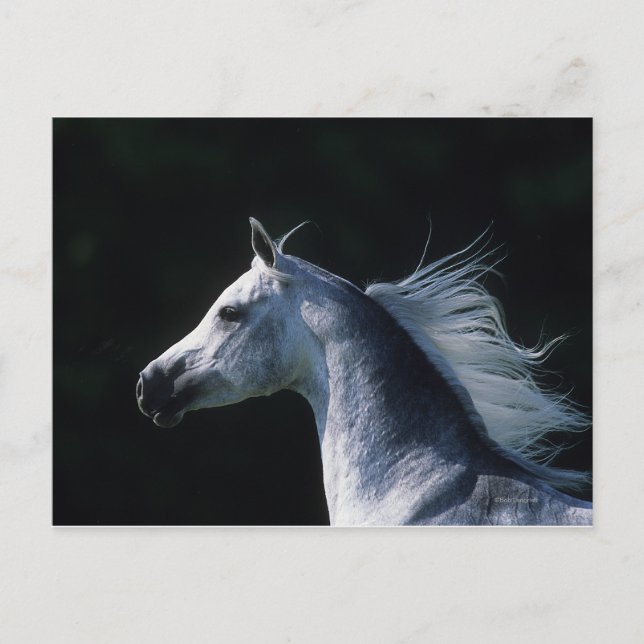 Arab Horse Headshot 2 Postcard (Front)