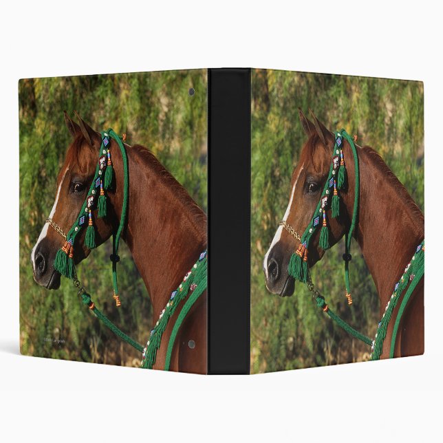 Arab Horse Headshot with Bridle Binder (Background)