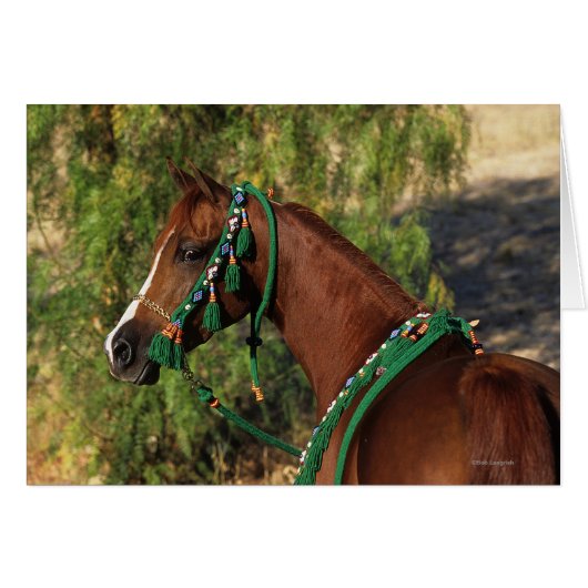 Arab Horse Headshot with Bridle Cards (Front Horizontal)