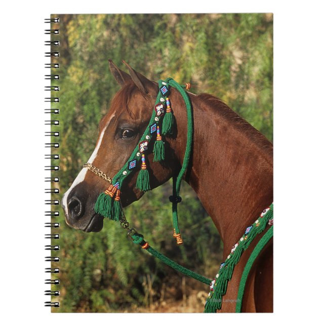 Arab Horse Headshot with Bridle Notebook (Front)
