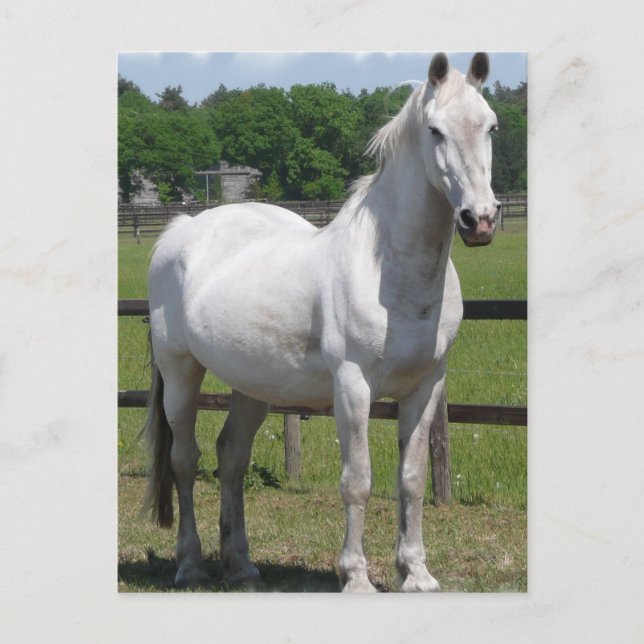 Arab Horse Postcard (Front)
