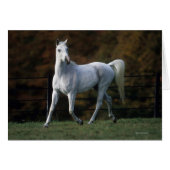 Arab Horse Running 1 (Front Horizontal)