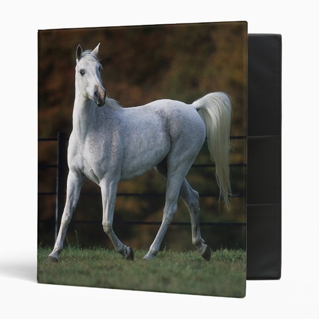 Arab Horse Running 1 3 Ring Binder (Front/Inside)