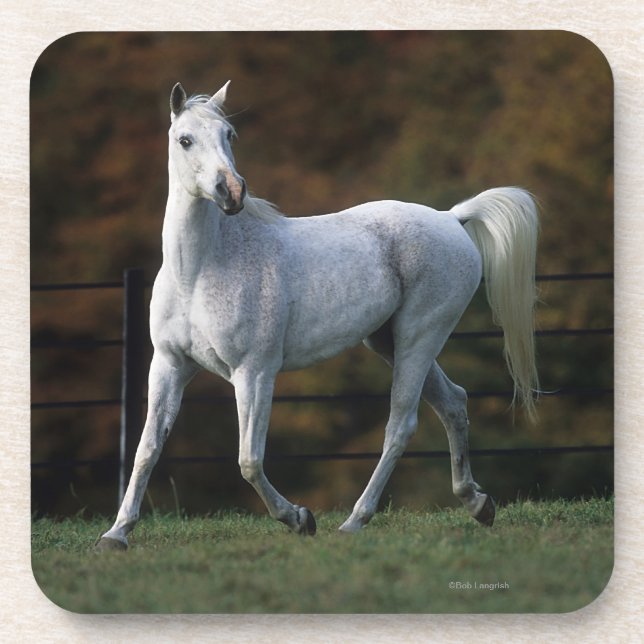 Arab Horse Running 1 Beverage Coaster (Front)