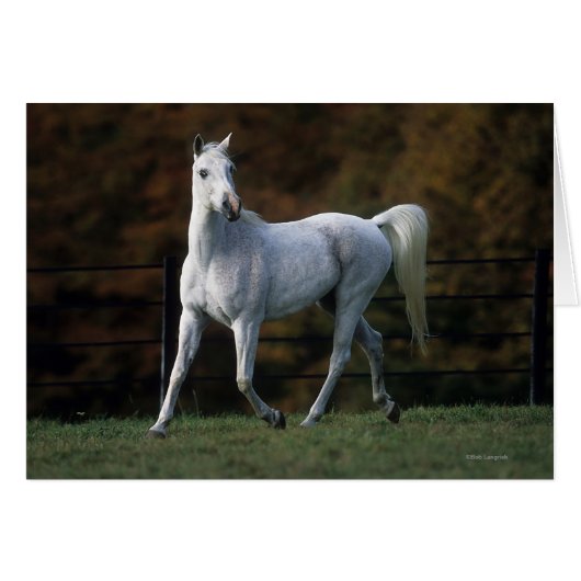 Arab Horse Running 1 Cards (Front Horizontal)