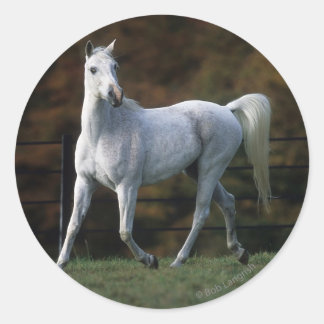 Arab Horse Running 1 Classic Round Sticker