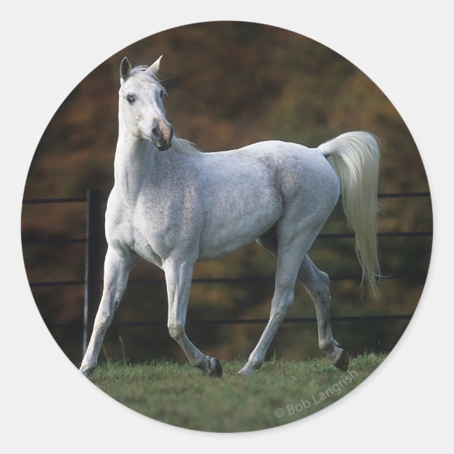 Arab Horse Running 1 Classic Round Sticker (Front)