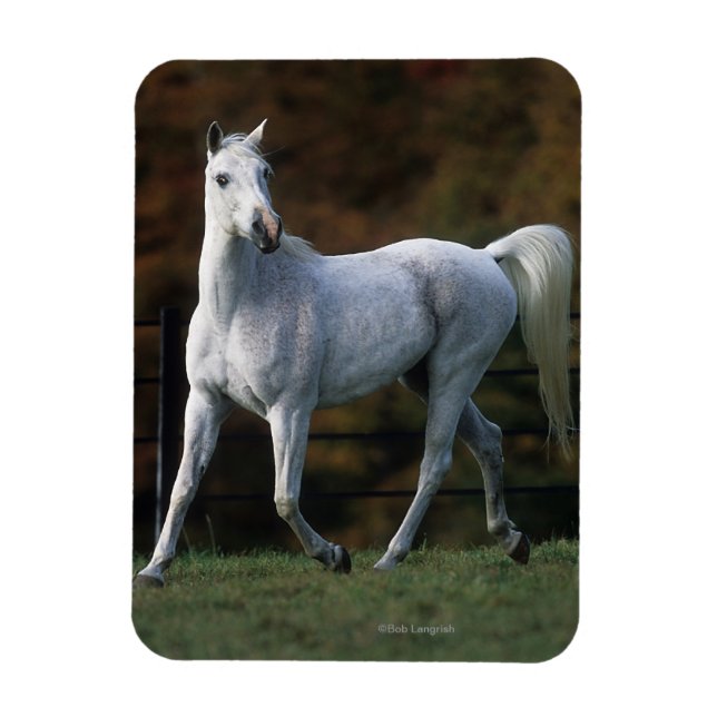 Arab Horse Running 1 Magnet (Vertical)