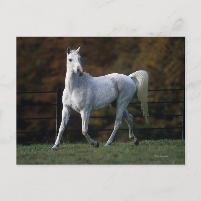 Arab Horse Running 1 Postcard (Front)