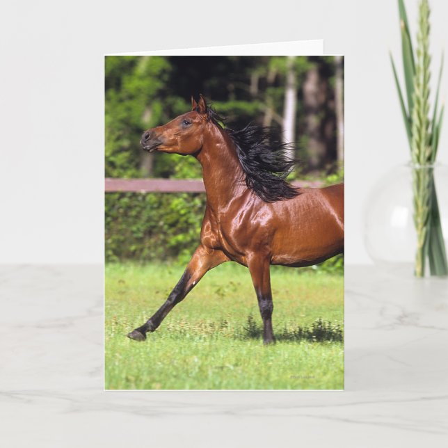 Arab Horse Running 2 Card (Front)
