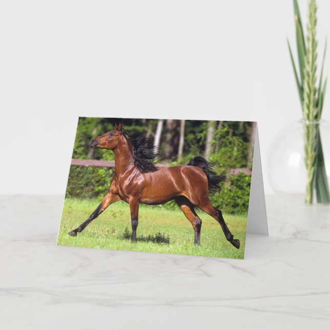 Arab Horse Running 2 Card (Front)