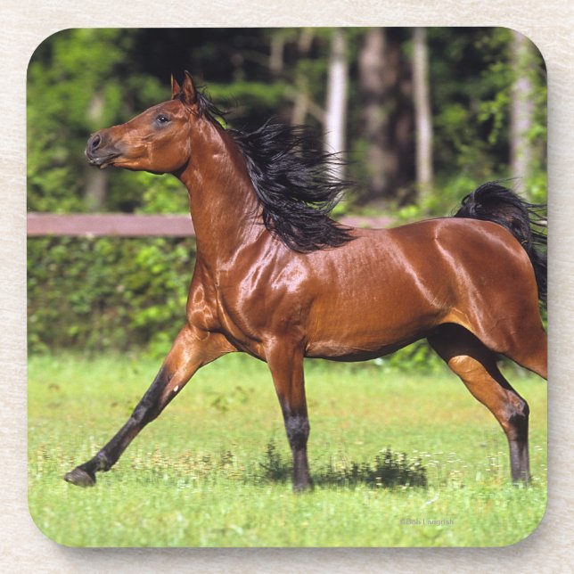 Arab Horse Running 2 Drink Coaster (Front)