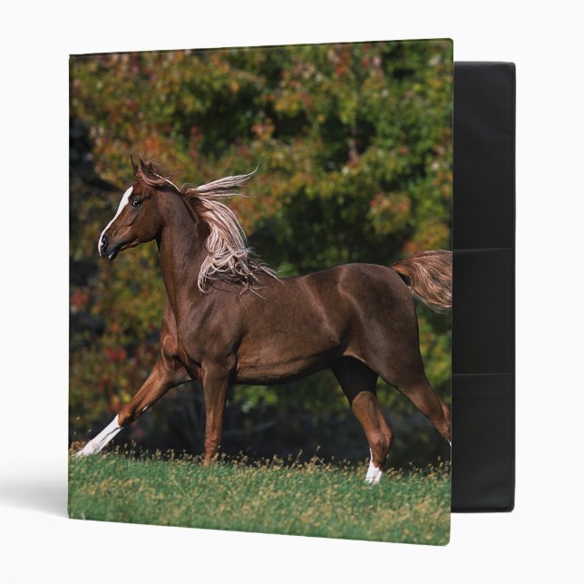 Arab Horse Running in Grassy Field Binder (Front/Inside)