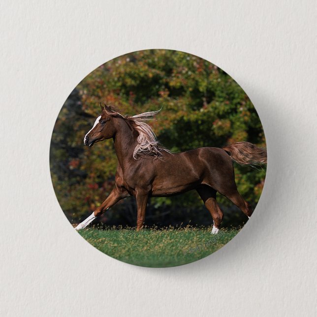 Arab Horse Running in Grassy Field Button (Front)