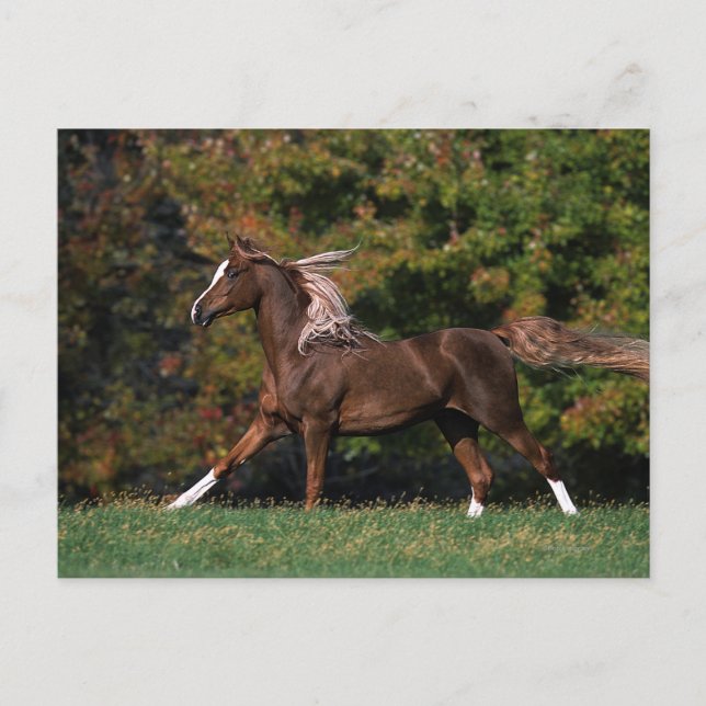 Arab Horse Running in Grassy Field Postcard (Front)