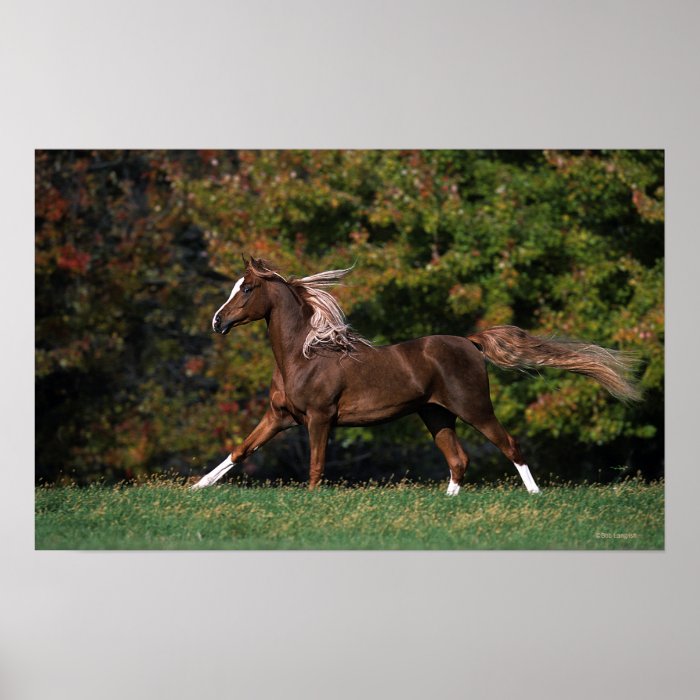 Arab Horse Running in Grassy Field Poster