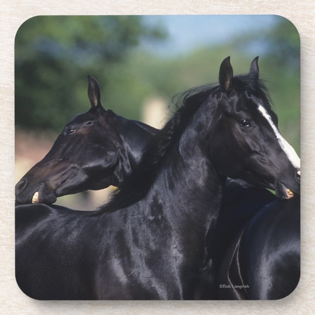 Arab Horse Scratching Beverage Coaster (Front)