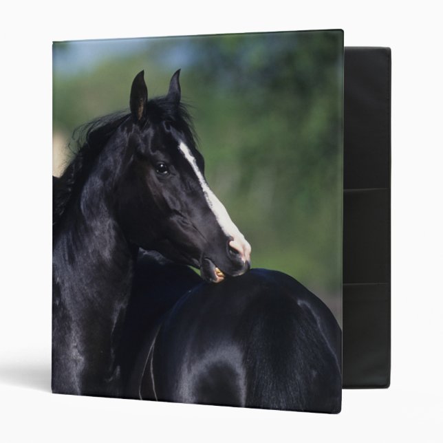 Arab Horse Scratching Binder (Front/Inside)