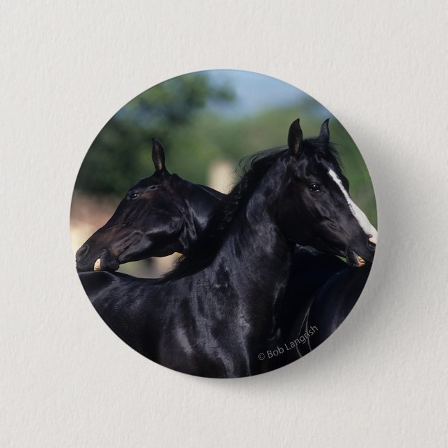 Arab Horse Scratching Button (Front)