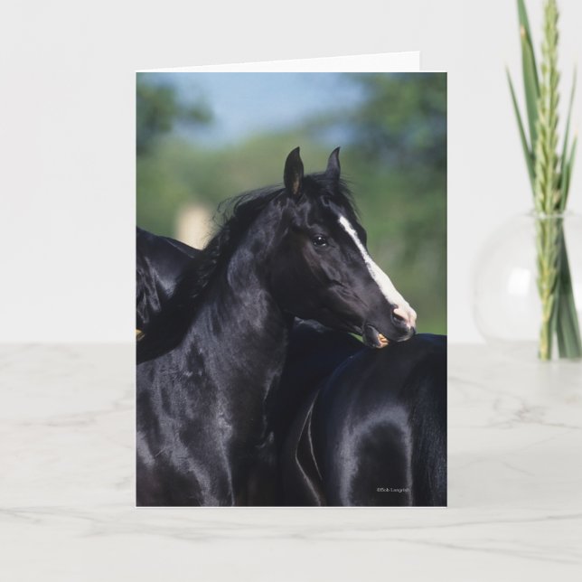 Arab Horse Scratching Card (Front)