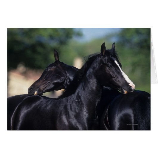 Arab Horse Scratching Cards (Front Horizontal)