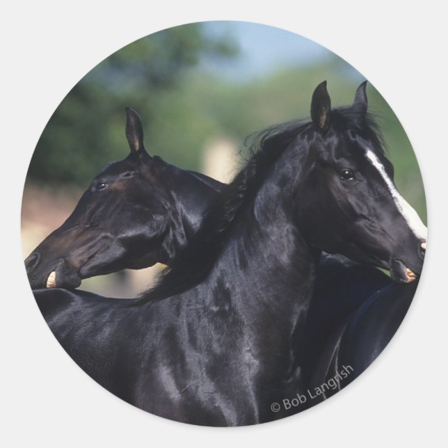 Arab Horse Scratching Classic Round Sticker (Front)