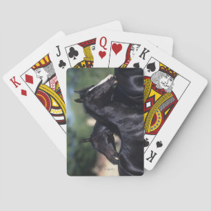 Arab Horse Scratching Poker Cards