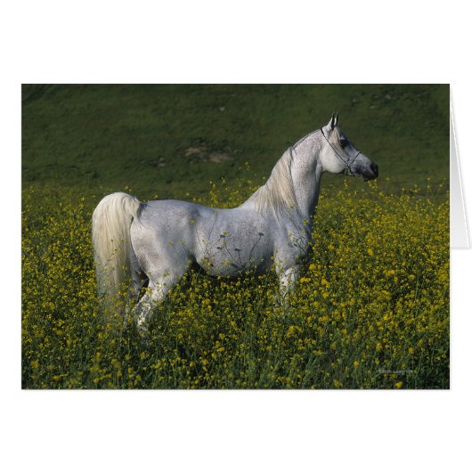 Arab Horse Standing in Flowers Cards (Front Horizontal)
