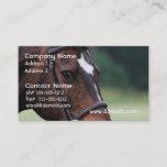 Arab Horse with White on Face Business Card