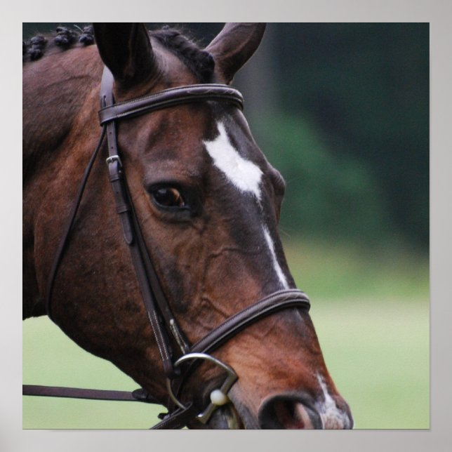 Arab Horse with White on Face Poster (Front)