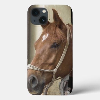 Arab Horses Iphone 13 Case by HorseStall at Zazzle